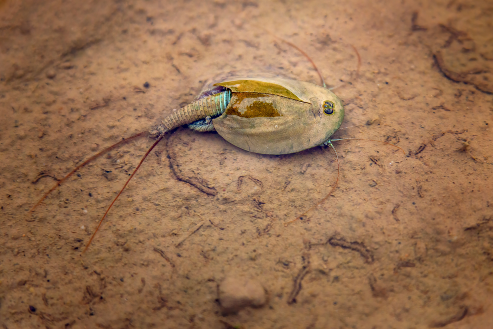 a triops in sediment that was dry but then it rained waking up the dinosaur shrimp